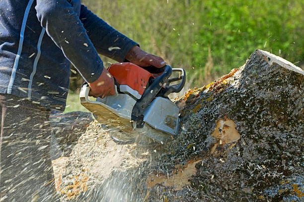 Lawn Drainage Solutions in Lockhart, FL